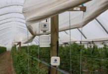Mikroklimat tunelu pod kontrolą. Czujniki w nowoczesnej uprawie jagodowej weenat, czujnik mikroklimatu, vpd,