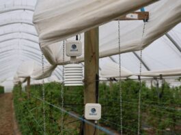 Mikroklimat tunelu pod kontrolą. Czujniki w nowoczesnej uprawie jagodowej weenat, czujnik mikroklimatu, vpd,