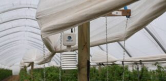 Mikroklimat tunelu pod kontrolą. Czujniki w nowoczesnej uprawie jagodowej weenat, czujnik mikroklimatu, vpd,