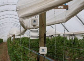 Mikroklimat tunelu pod kontrolą. Czujniki w nowoczesnej uprawie jagodowej weenat, czujnik mikroklimatu, vpd,
