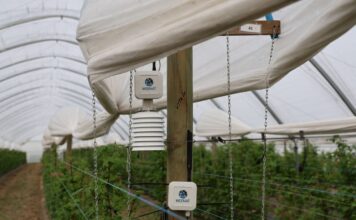 Mikroklimat tunelu pod kontrolą. Czujniki w nowoczesnej uprawie jagodowej weenat, czujnik mikroklimatu, vpd,