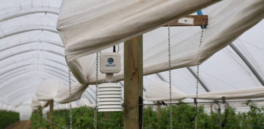 Mikroklimat tunelu pod kontrolą. Czujniki w nowoczesnej uprawie jagodowej weenat, czujnik mikroklimatu, vpd,