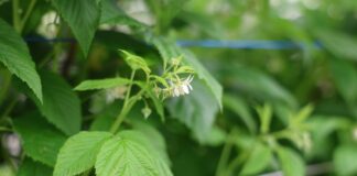 Ochrona malin w okresie kwitnienia oraz biologiczne wsparcie nawożenia azotowego maliny, ochrona malin, malinowe factory