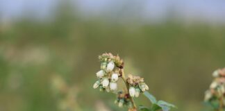 Jak wesprzeć kwitnienie borówki i nawożenie azotem po przymrozkach? kwitnienie borówki, borówkowe factory, borówka wysoka