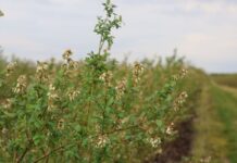 Planujemy ochronę borówek uszkodzonych przez przymrozki ochrona borówek, borówka wysoka, borówkowe factory
