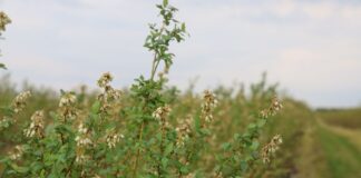 Planujemy ochronę borówek uszkodzonych przez przymrozki ochrona borówek, borówka wysoka, borówkowe factory