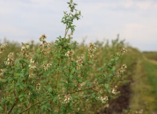 Planujemy ochronę borówek uszkodzonych przez przymrozki ochrona borówek, borówka wysoka, borówkowe factory