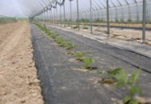 Trudne stanowisko, nowa plantacja malin – nawożenie bazowe i biostymulacja malinowe factory, enrosadira,