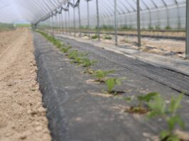 Trudne stanowisko, nowa plantacja malin – nawożenie bazowe i biostymulacja malinowe factory, enrosadira,