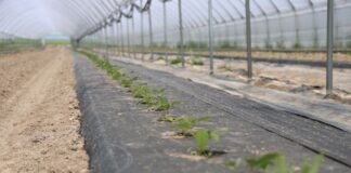 Trudne stanowisko, nowa plantacja malin – nawożenie bazowe i biostymulacja malinowe factory, enrosadira,