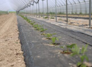 Trudne stanowisko, nowa plantacja malin – nawożenie bazowe i biostymulacja malinowe factory, enrosadira,