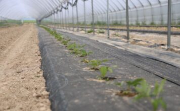Trudne stanowisko, nowa plantacja malin – nawożenie bazowe i biostymulacja malinowe factory, enrosadira,