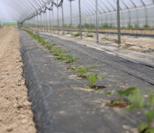 Trudne stanowisko, nowa plantacja malin – nawożenie bazowe i biostymulacja malinowe factory, enrosadira,