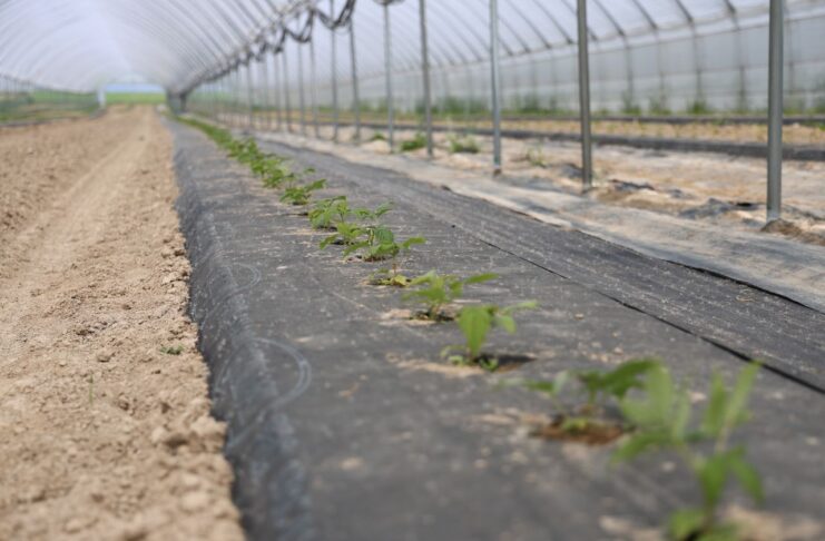 Trudne stanowisko, nowa plantacja malin – nawożenie bazowe i biostymulacja malinowe factory, enrosadira,