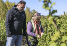 Jak poprawić zapylenie porzeczek i skutecznie ograniczyć mszyce?