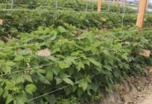 Sytuacja na plantacji malin jesiennych w tunelu – aktualne wyzwania