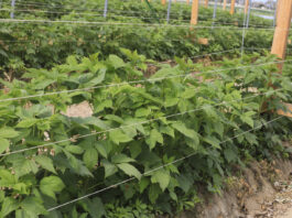 Sytuacja na plantacji malin jesiennych w tunelu – aktualne wyzwania