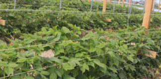 Sytuacja na plantacji malin jesiennych w tunelu – aktualne wyzwania