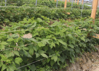 Sytuacja na plantacji malin jesiennych w tunelu – aktualne wyzwania
