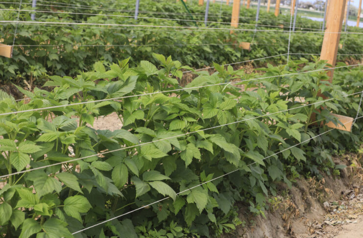 Sytuacja na plantacji malin jesiennych w tunelu – aktualne wyzwania