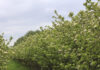 Aronia pod presją przymrozków. Białe kwiaty nie gwarantują wysokich plonów