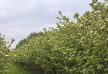 Aronia pod presją przymrozków. Białe kwiaty nie gwarantują wysokich plonów