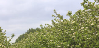 Aronia pod presją przymrozków. Białe kwiaty nie gwarantują wysokich plonów