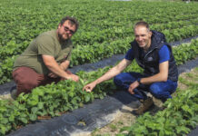 Ochrona truskawek w czasie kwitnienia po przymrozkach. Praktyczne zalecenia z plantacji z 11 maja