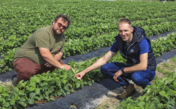 Ochrona truskawek w czasie kwitnienia po przymrozkach. Praktyczne zalecenia z plantacji z 11 maja