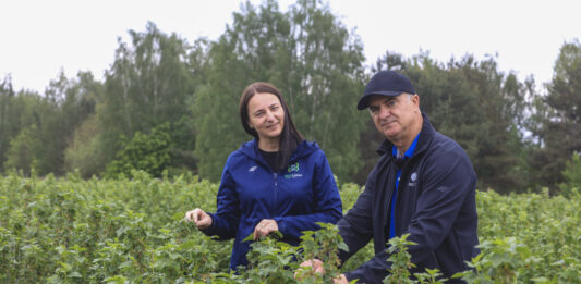 Porzeczka po deszczu ruszyła. Jak teraz prowadzić plantację, by utrzymać potencjał plonowania?