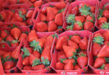 Coraz mniej truskawek i malin na niemieckim rynku. Jak kształtują się ceny? Polskie, świeże truskawki w klasie Premium