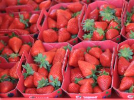 Coraz mniej truskawek i malin na niemieckim rynku. Jak kształtują się ceny? Polskie, świeże truskawki w klasie Premium