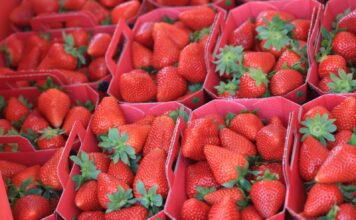 Coraz mniej truskawek i malin na niemieckim rynku. Jak kształtują się ceny? Polskie, świeże truskawki w klasie Premium