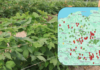 Największe zagrożenia infekcjami w uprawach jagodowych – komunikat i mapa zagrożeń 09.05.2026
