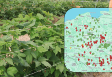 Największe zagrożenia infekcjami w uprawach jagodowych – komunikat i mapa zagrożeń 09.05.2026