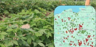 Największe zagrożenia infekcjami w uprawach jagodowych – komunikat i mapa zagrożeń 09.05.2026