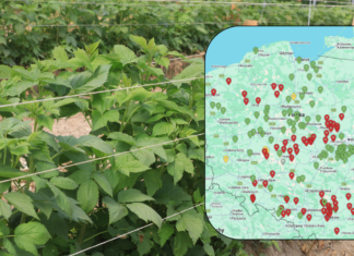 Największe zagrożenia infekcjami w uprawach jagodowych – komunikat i mapa zagrożeń 09.05.2026