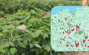 Największe zagrożenia infekcjami w uprawach jagodowych – komunikat i mapa zagrożeń 09.05.2026