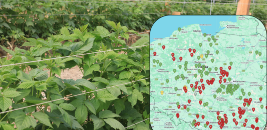 Największe zagrożenia infekcjami w uprawach jagodowych – komunikat i mapa zagrożeń 09.05.2026
