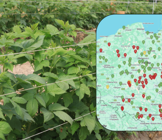 Największe zagrożenia infekcjami w uprawach jagodowych – komunikat i mapa zagrożeń 09.05.2026