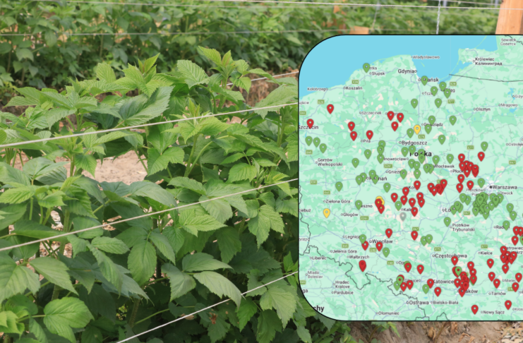 Największe zagrożenia infekcjami w uprawach jagodowych – komunikat i mapa zagrożeń 09.05.2026