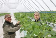 W Sarbinowie budują nowoczesną produkcję truskawek Urszula i Michał Stasiak