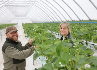 W Sarbinowie budują nowoczesną produkcję truskawek Urszula i Michał Stasiak