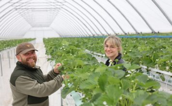W Sarbinowie budują nowoczesną produkcję truskawek Urszula i Michał Stasiak