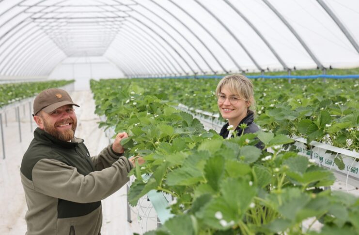 W Sarbinowie budują nowoczesną produkcję truskawek Urszula i Michał Stasiak