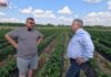 Cadenza na plantacji w Hornigach. Kiedy będą zbiory i jaki jest potencjał odmiany?