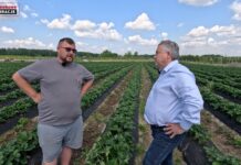 Cadenza na plantacji w Hornigach. Kiedy będą zbiory i jaki jest potencjał odmiany?