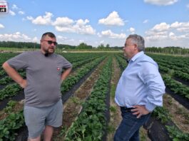 Cadenza na plantacji w Hornigach. Kiedy będą zbiory i jaki jest potencjał odmiany?