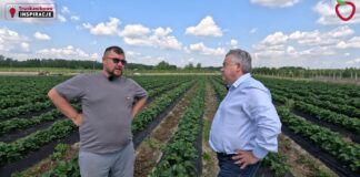 Cadenza na plantacji w Hornigach. Kiedy będą zbiory i jaki jest potencjał odmiany?