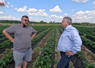 Cadenza na plantacji w Hornigach. Kiedy będą zbiory i jaki jest potencjał odmiany?